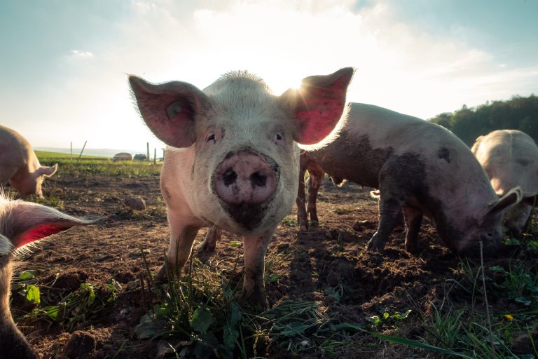 FirstFarms Hungary Kft. - Neue Schweinemastbetriebe / FirstFarms Hungary Kft. - New pig farms