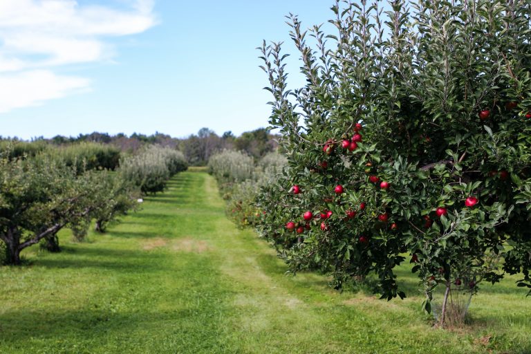 Talentis Agro Zrt. - Akquisition in Kroatien / Talentis Agro Zrt. - Acquisition in Croatia