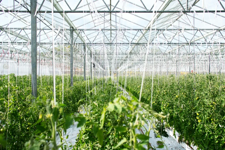 GreenCoop - Zweites Gewächshaus / GreenCoop - Second greenhouse