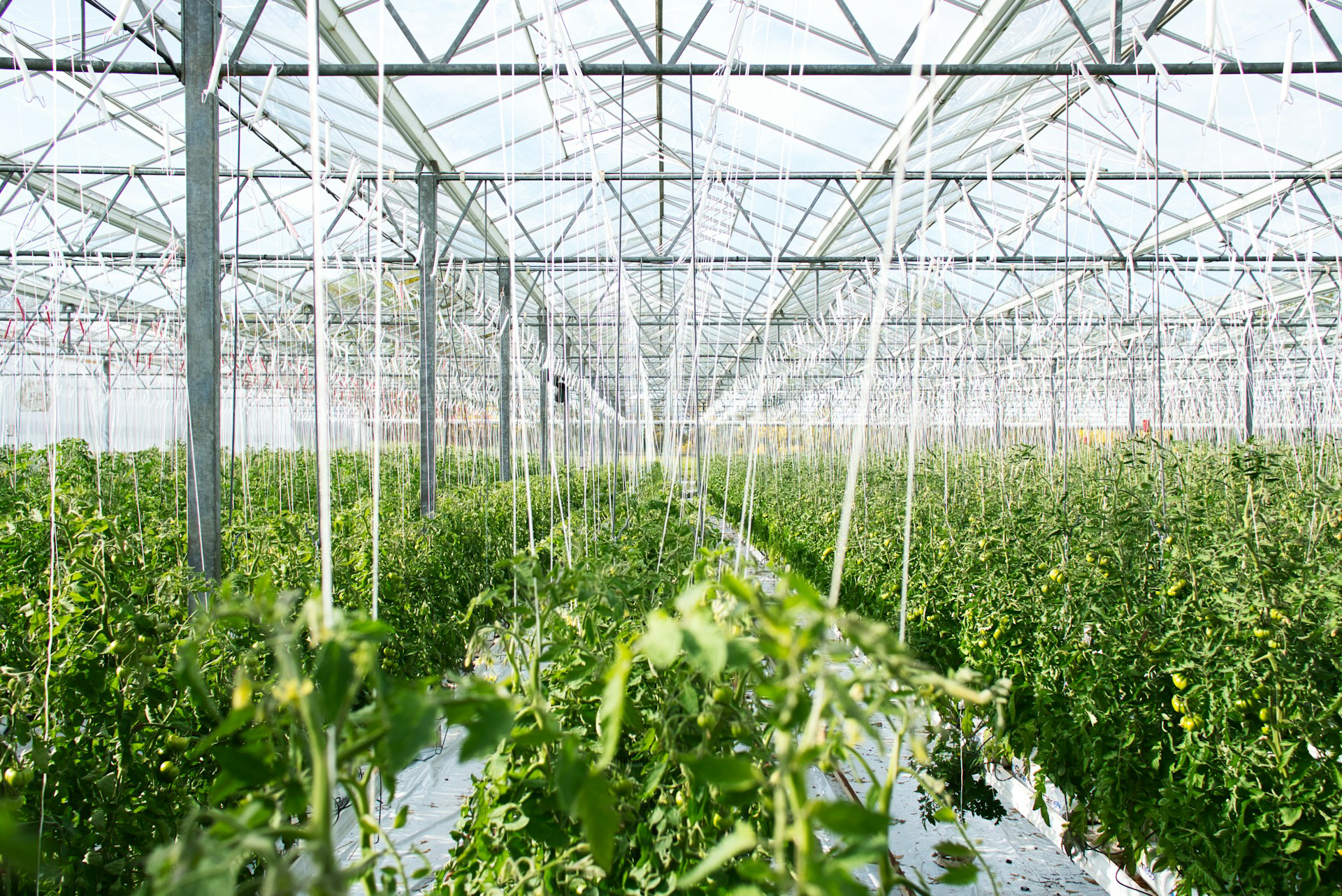 GreenCoop – Zweites Gewächshaus