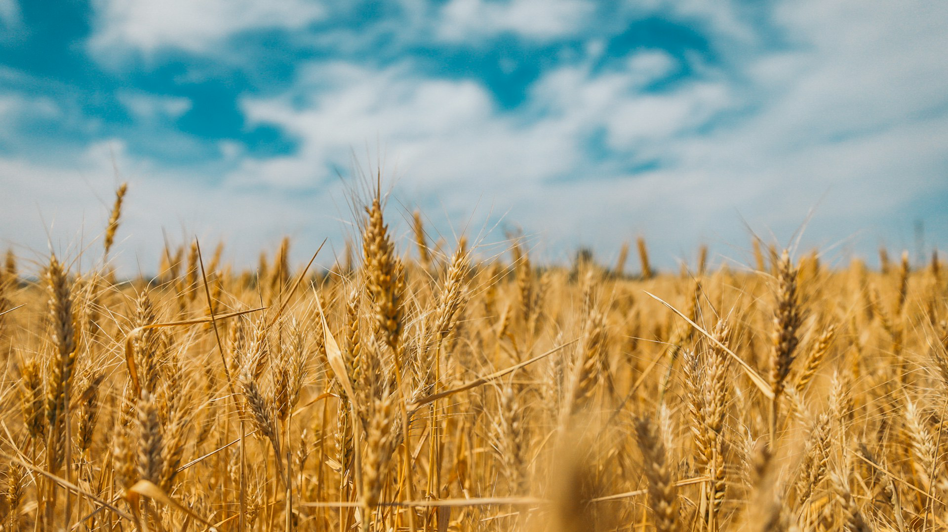 Kun-Malom Grain Kft. – Grundsteinlegung für Mühlenbetrieb