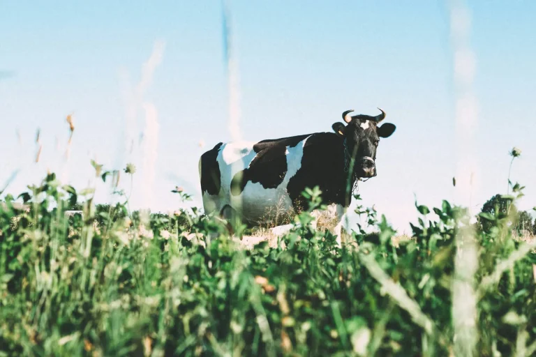 Bonafarm - Akquisition von Friesland Romania / Bonafarm – Acquisition of Friesland Romania