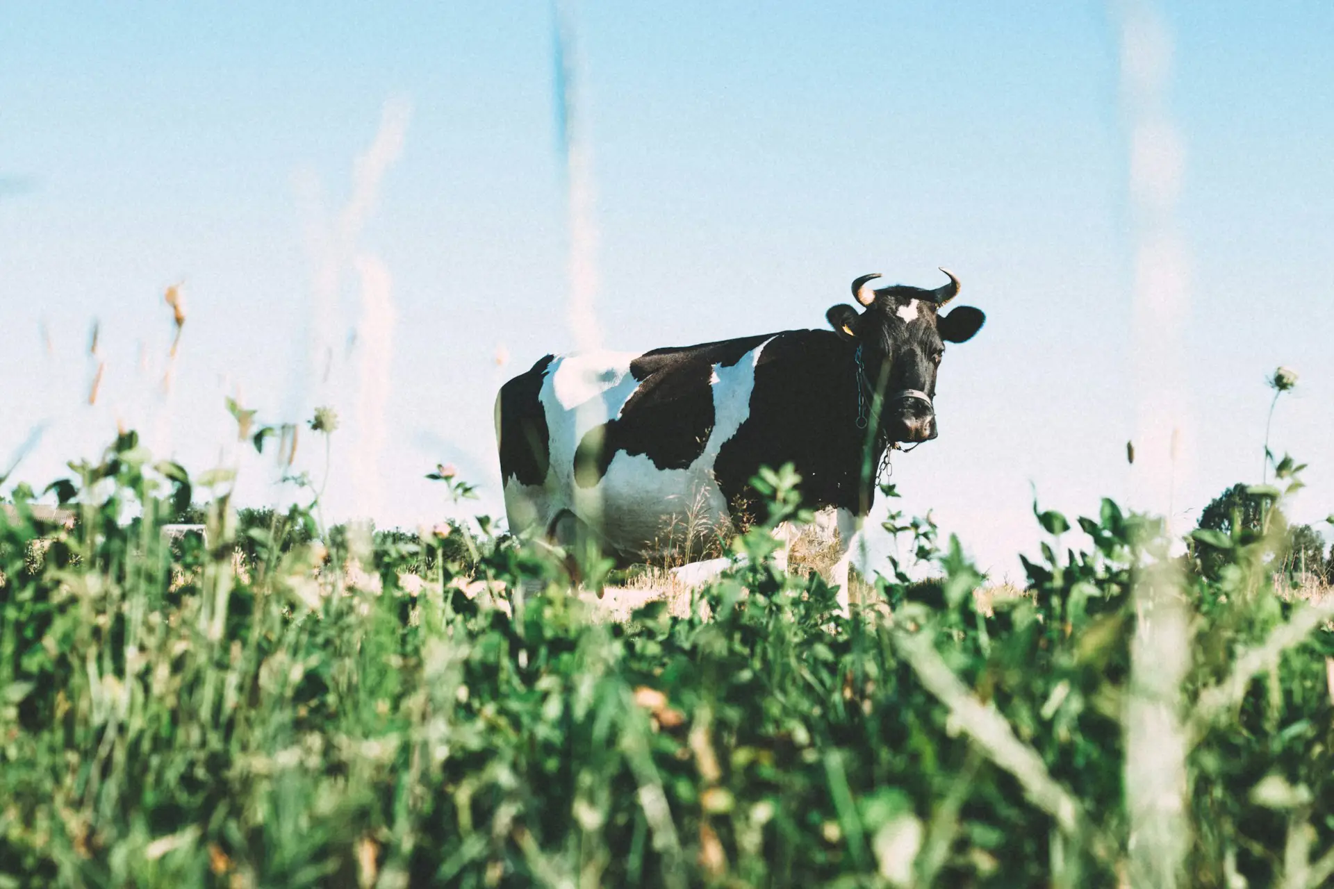 Bonafarm – Acquisition of Friesland Romania