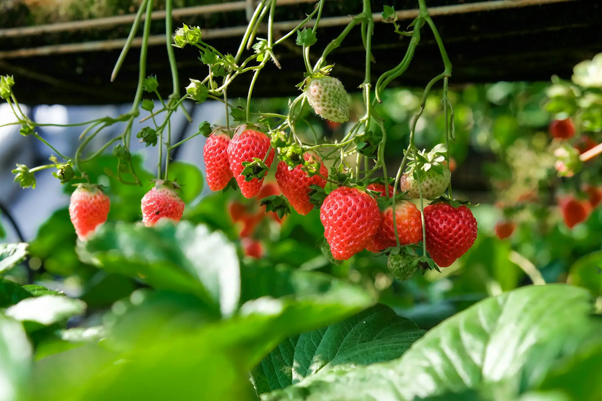 Veresi Paradicsom Kft. – New method for strawberry cultivation